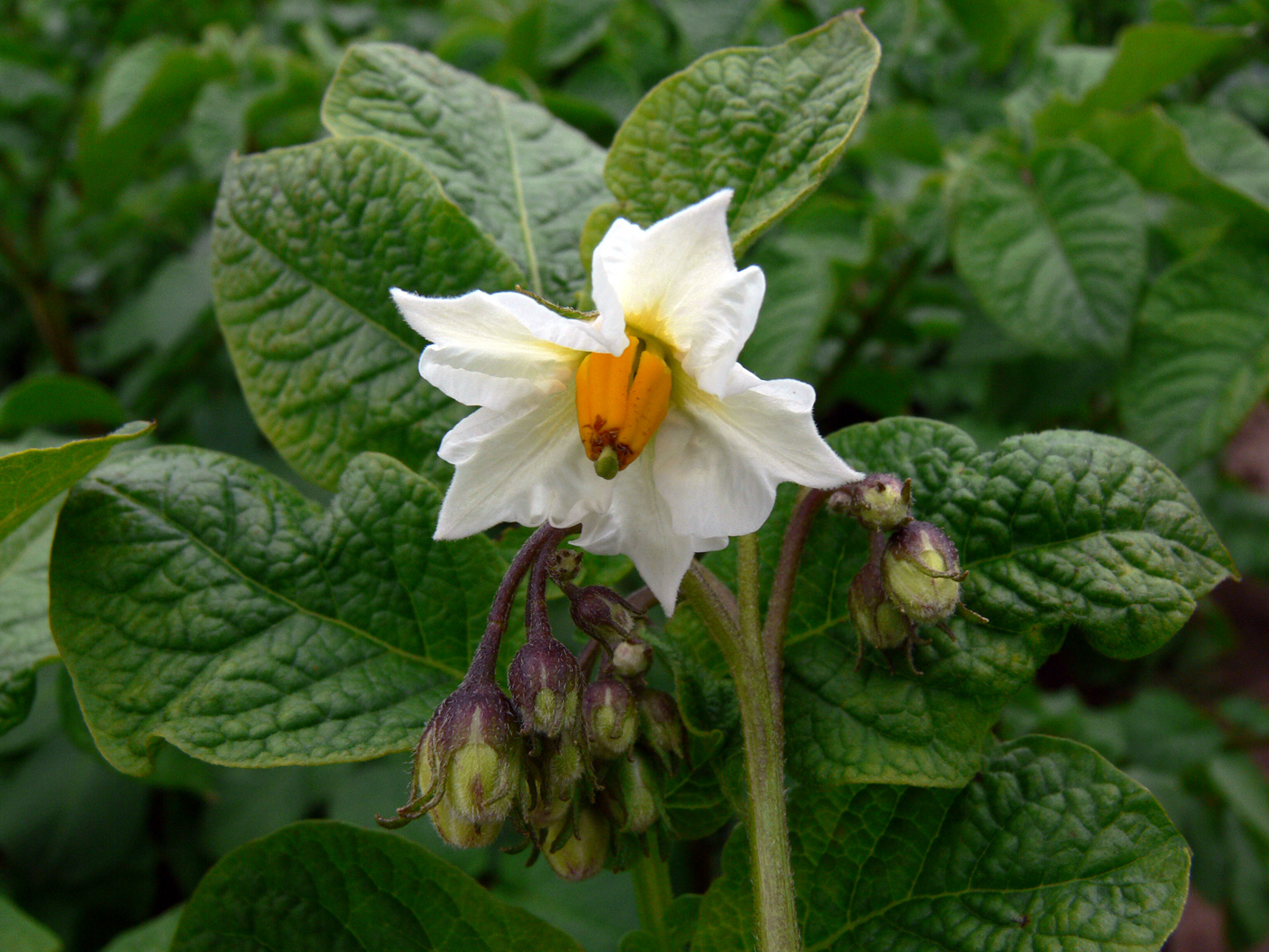 Image of Solanum tuberosum specimen.