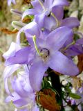 Campanula pyramidalis. Цветок. Хорватия, Истрия, г. Пореч. 06.09.2012.