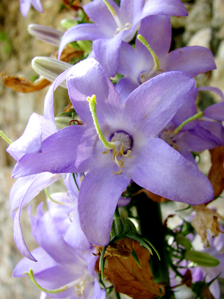 Изображение особи Campanula pyramidalis.