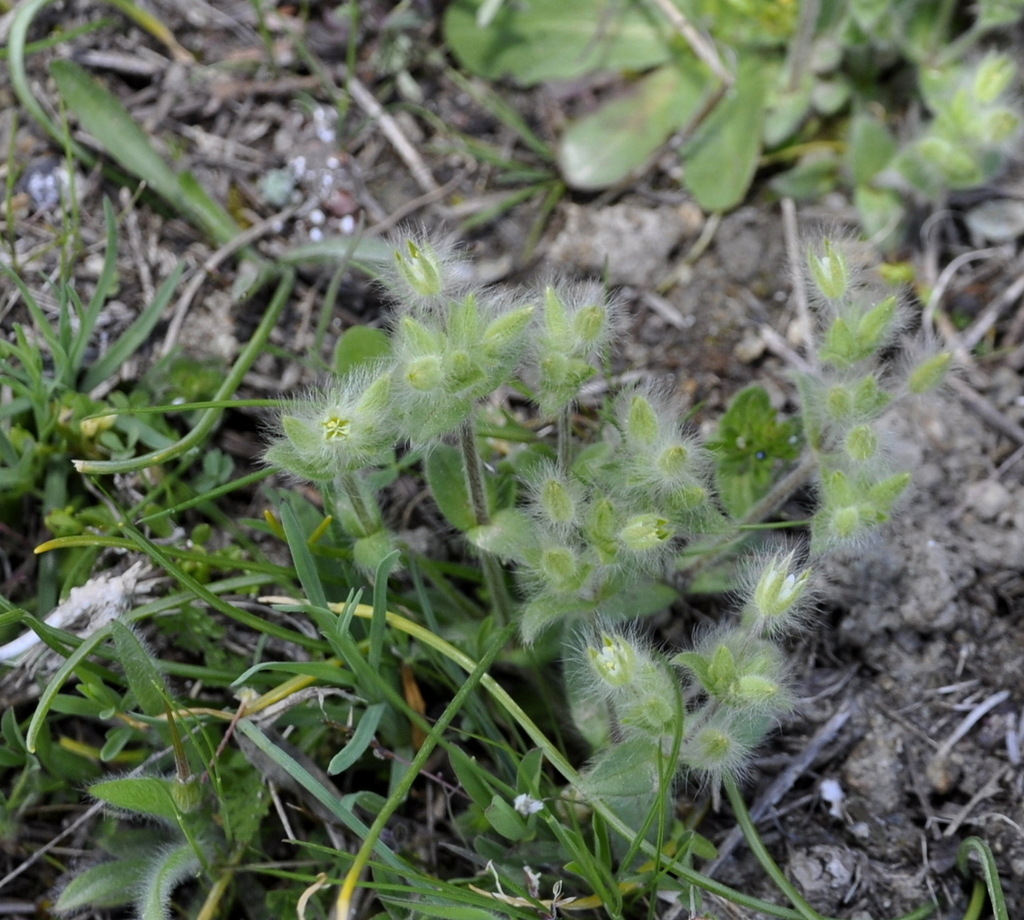 Изображение особи Cerastium comatum.