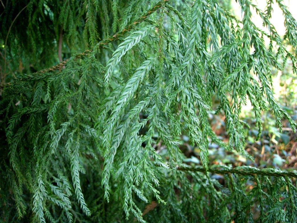 Image of Taiwania cryptomerioides specimen.