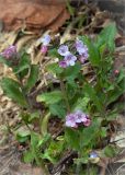 Pulmonaria obscura. Цветущее растение. Ленинградская обл., Кургальский заказник, сырой обрывистый берег Финского залива, смешанный лес. 28.04.2013.