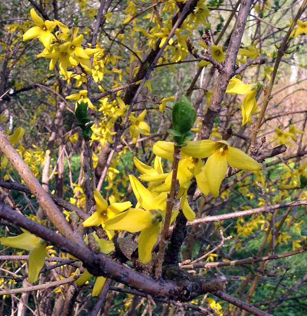 Изображение особи Forsythia &times; intermedia.