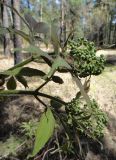 Sambucus sibirica. Конец побега с соцветиями в бутонах. Иркутск, сосновый лес близ бывш. военного госпиталя (ул. Карпинская). 19.05.2013.