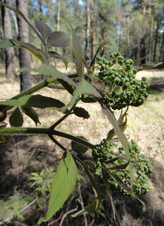 Изображение особи Sambucus sibirica.