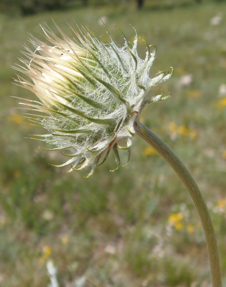 Image of Jurinea roegneri specimen.