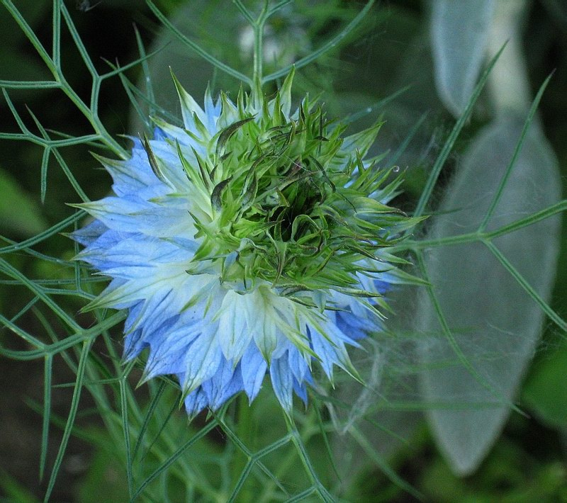 Image of Nigella damascena specimen.