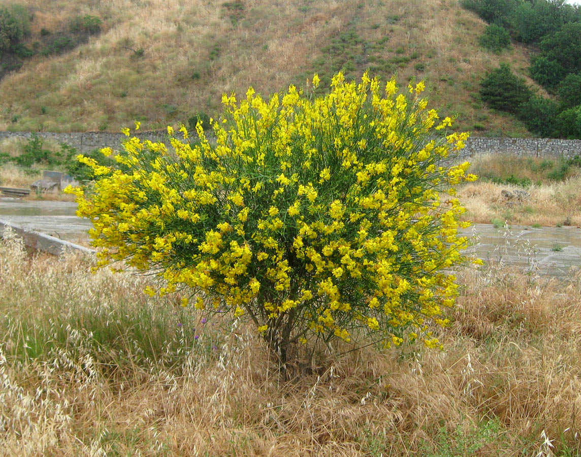 Image of Spartium junceum specimen.