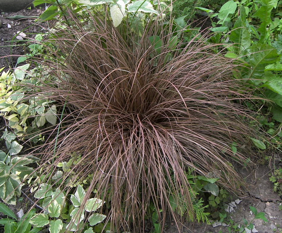 Изображение особи Carex buchananii.