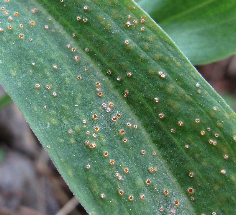 Image of Scorzonera glabra specimen.