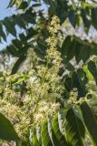 Ailanthus altissima. Соцветие. Краснодарский край, Приморско-Ахтарский район, Морозовский сельский округ, Ясенская коса. 02.06.2013.