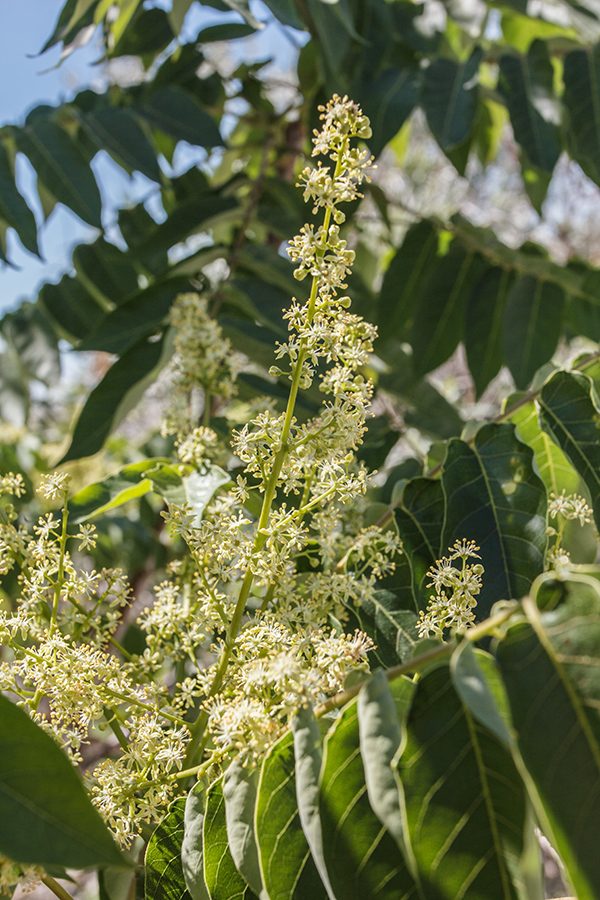 Изображение особи Ailanthus altissima.