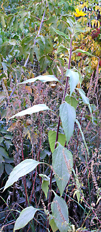 Image of Helianthus tuberosus specimen.