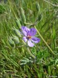 Erodium ciconium