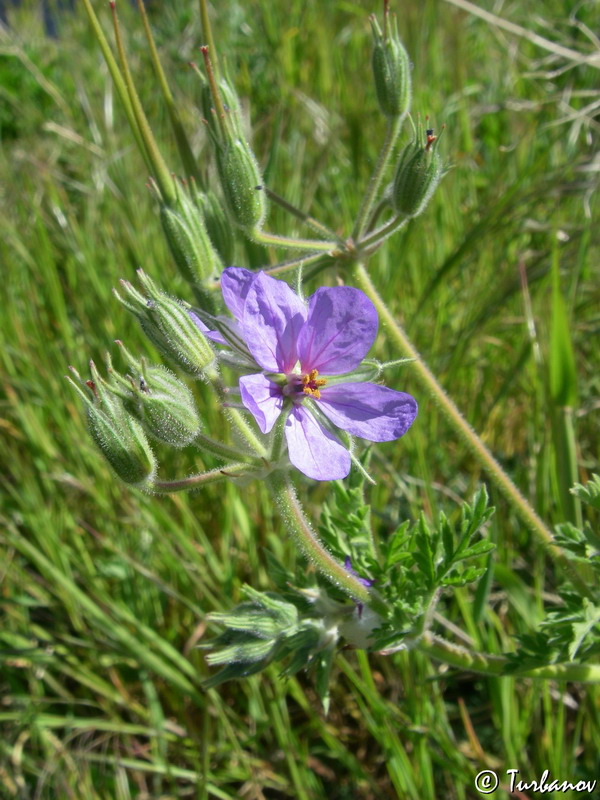 Image of Erodium ciconium specimen.