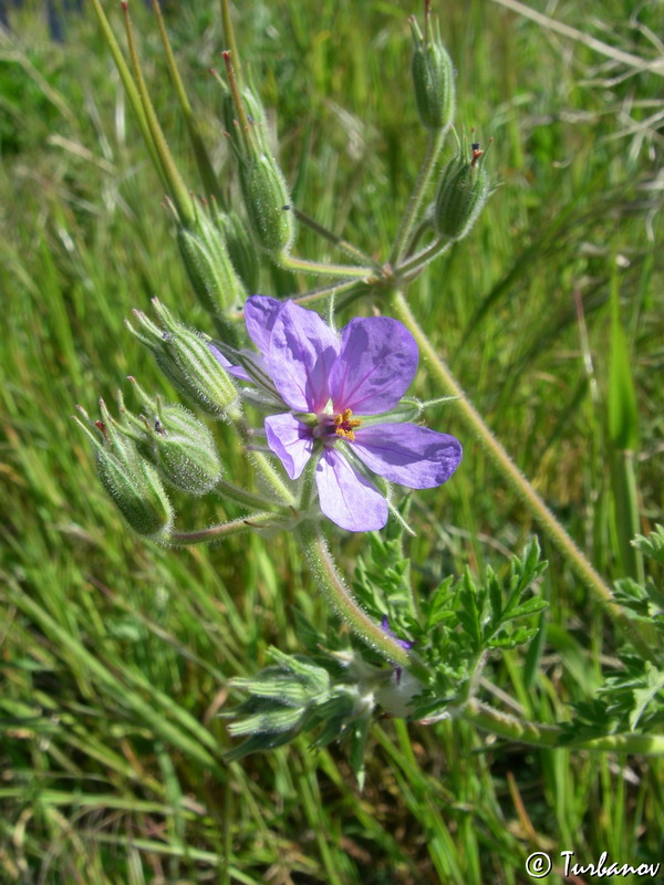 Image of Erodium ciconium specimen.