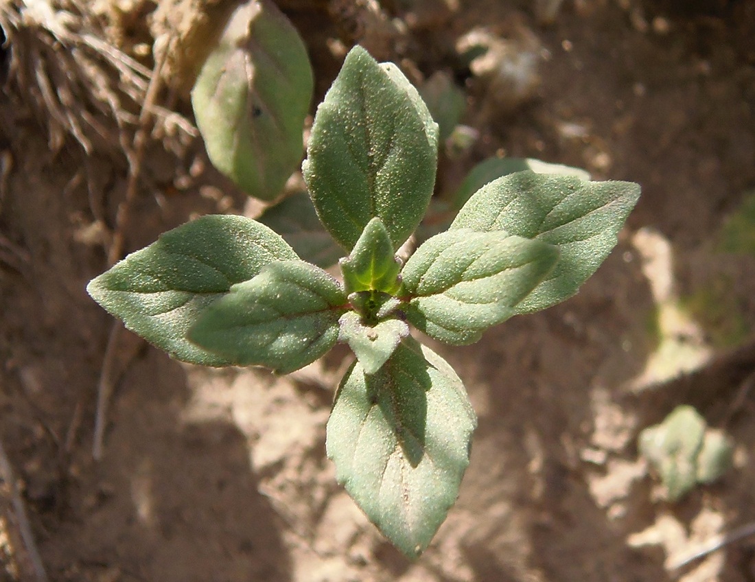 Изображение особи Ziziphora acinos.