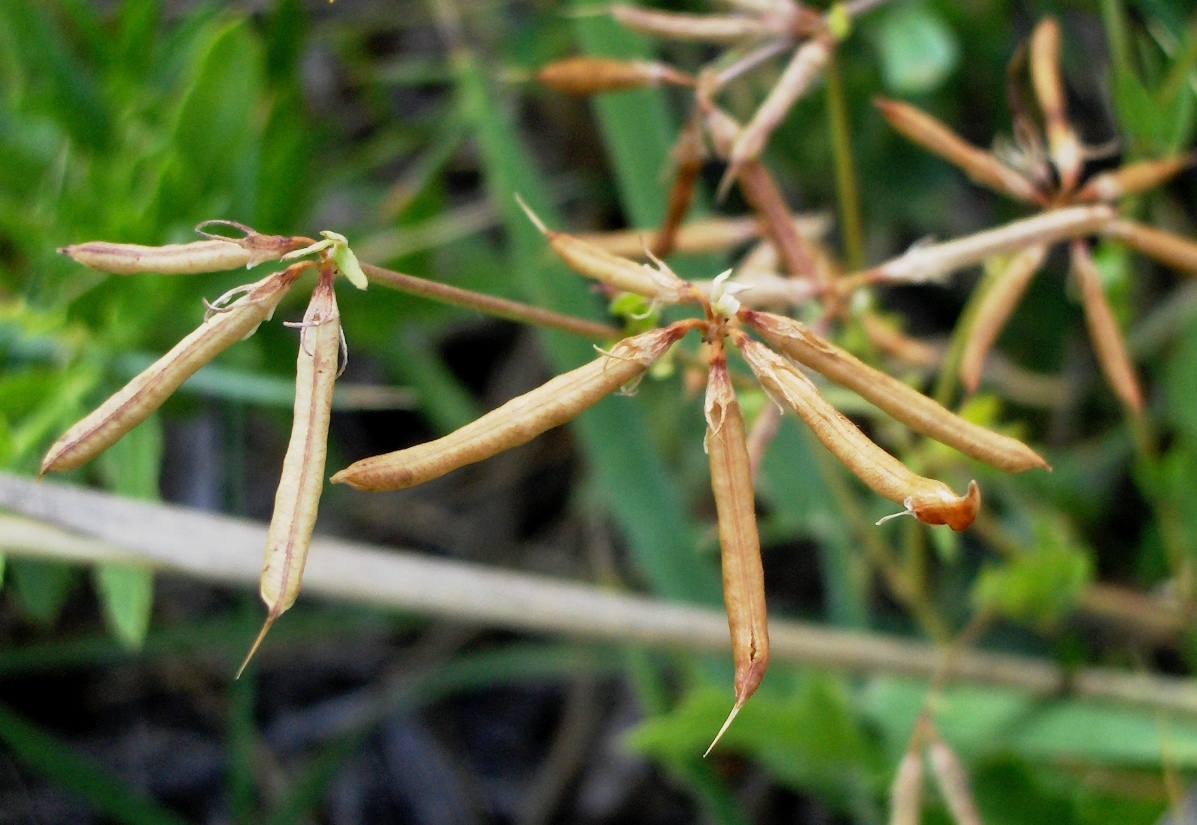 Image of Lotus corniculatus specimen.