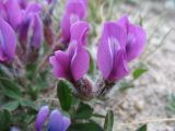 Oxytropis triphylla