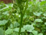Malva pusilla. Незрелые плоды. Чувашия, г. Шумерля. 17 августа 2013 г.
