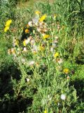 Sonchus arvensis ssp. uliginosus