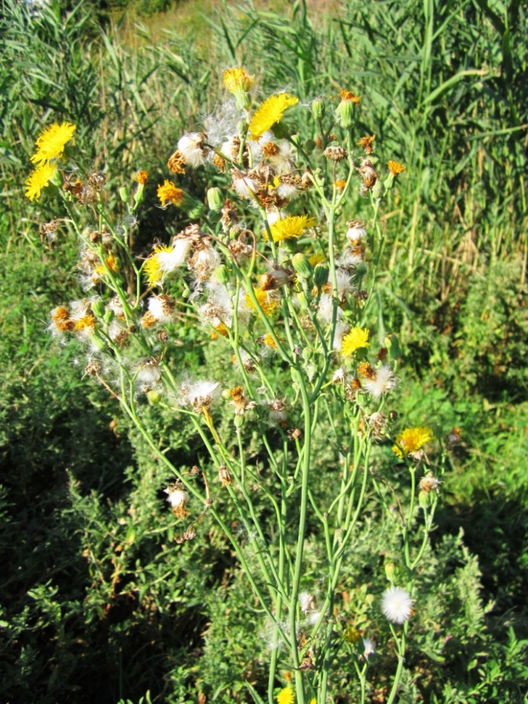 Изображение особи Sonchus arvensis ssp. uliginosus.