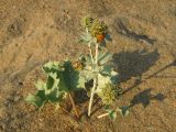 Eryngium maritimum