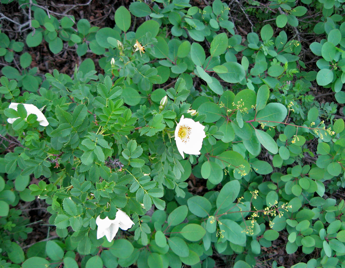 Image of Rosa spinosissima specimen.