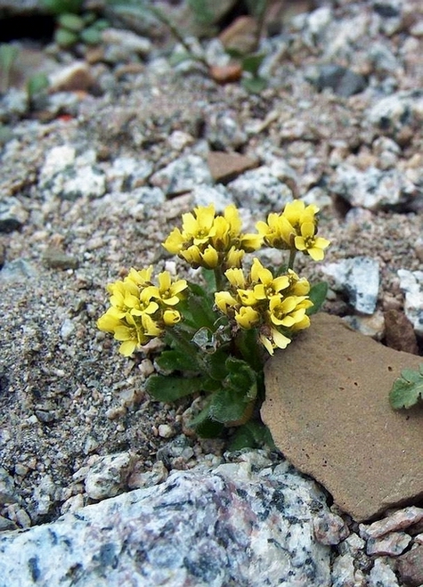 Изображение особи Draba oreades.