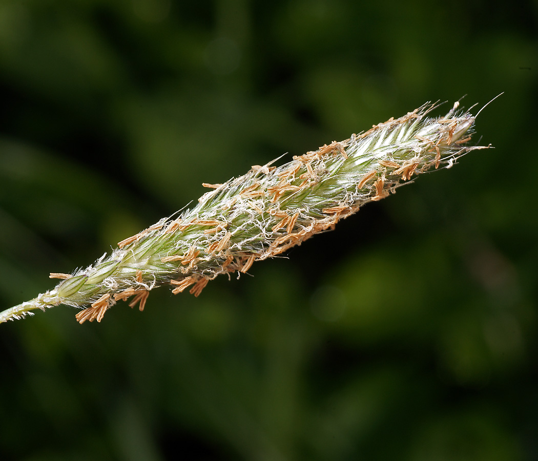 Image of Alopecurus geniculatus specimen.