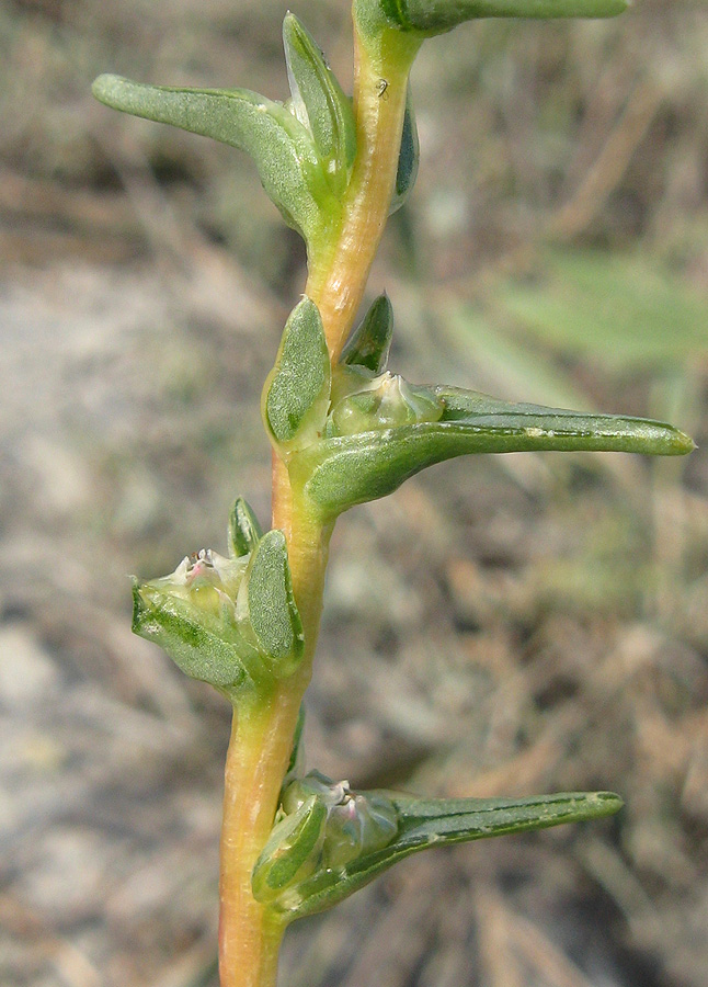 Image of Salsola soda specimen.