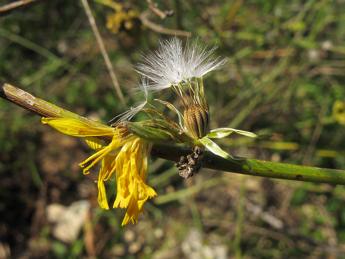 Изображение особи Chondrilla juncea.