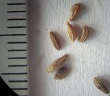 Petroselinum crispum