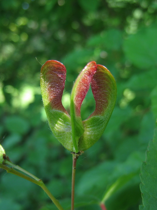 Image of Acer tataricum specimen.