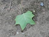 Liriodendron tulipifera