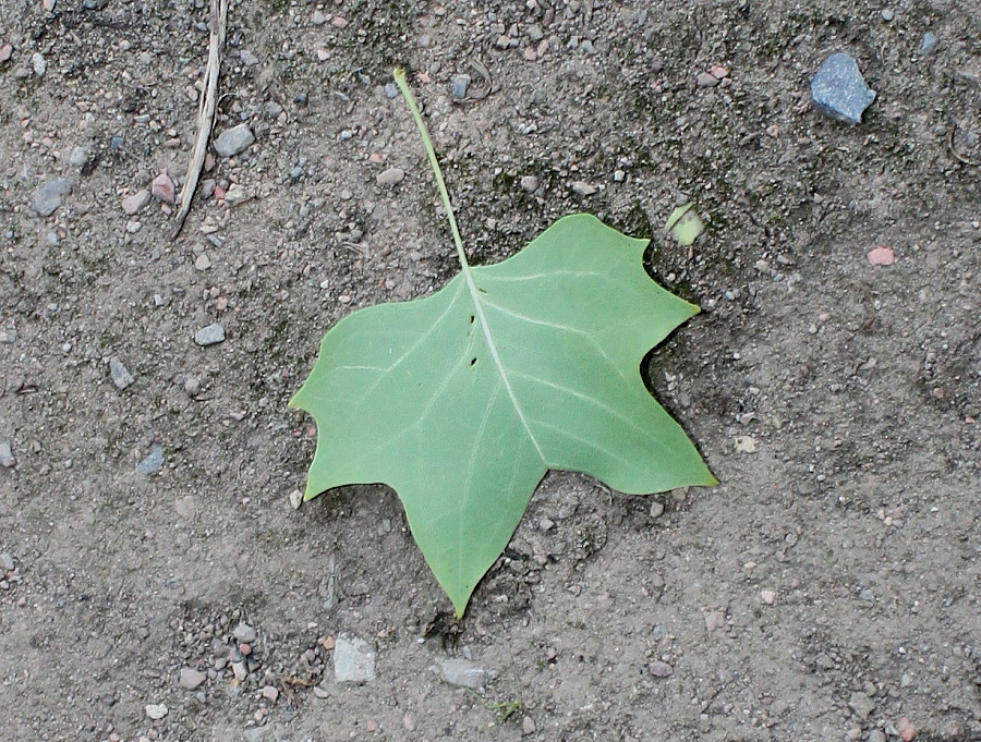 Image of Liriodendron tulipifera specimen.