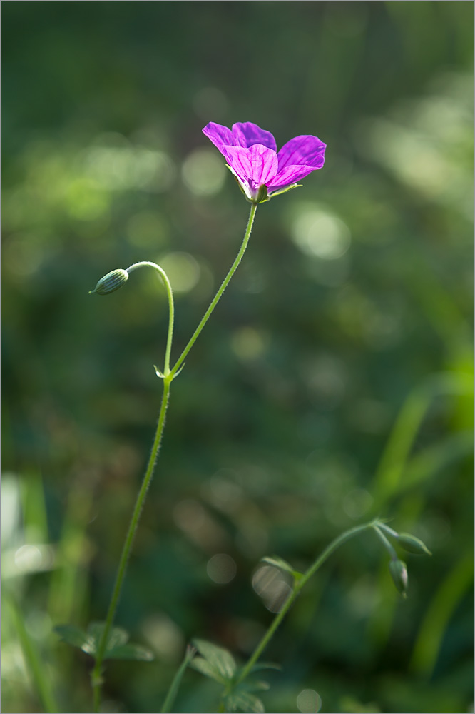 Изображение особи Geranium palustre.