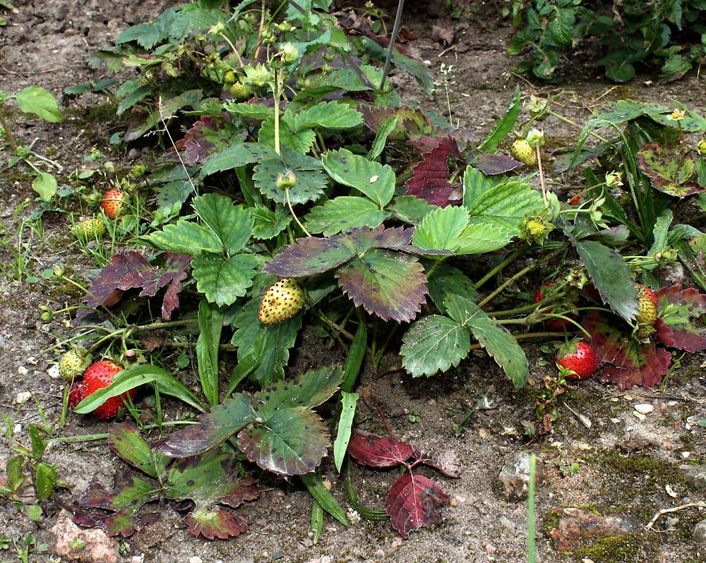 Изображение особи Fragaria &times; ananassa.