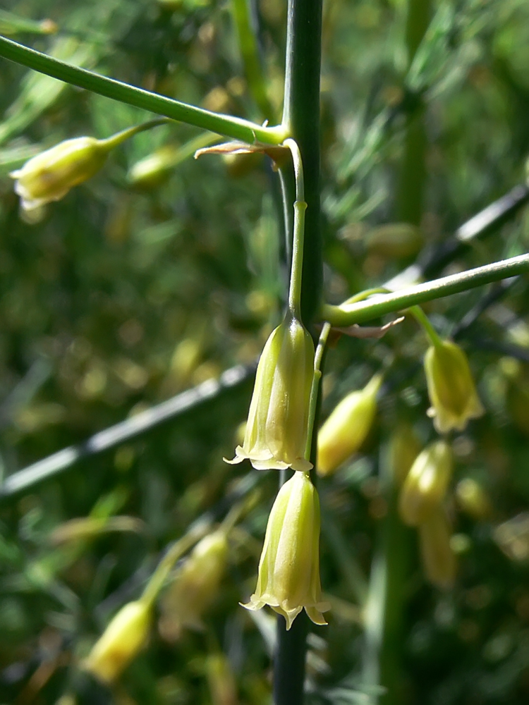 Изображение особи Asparagus officinalis.