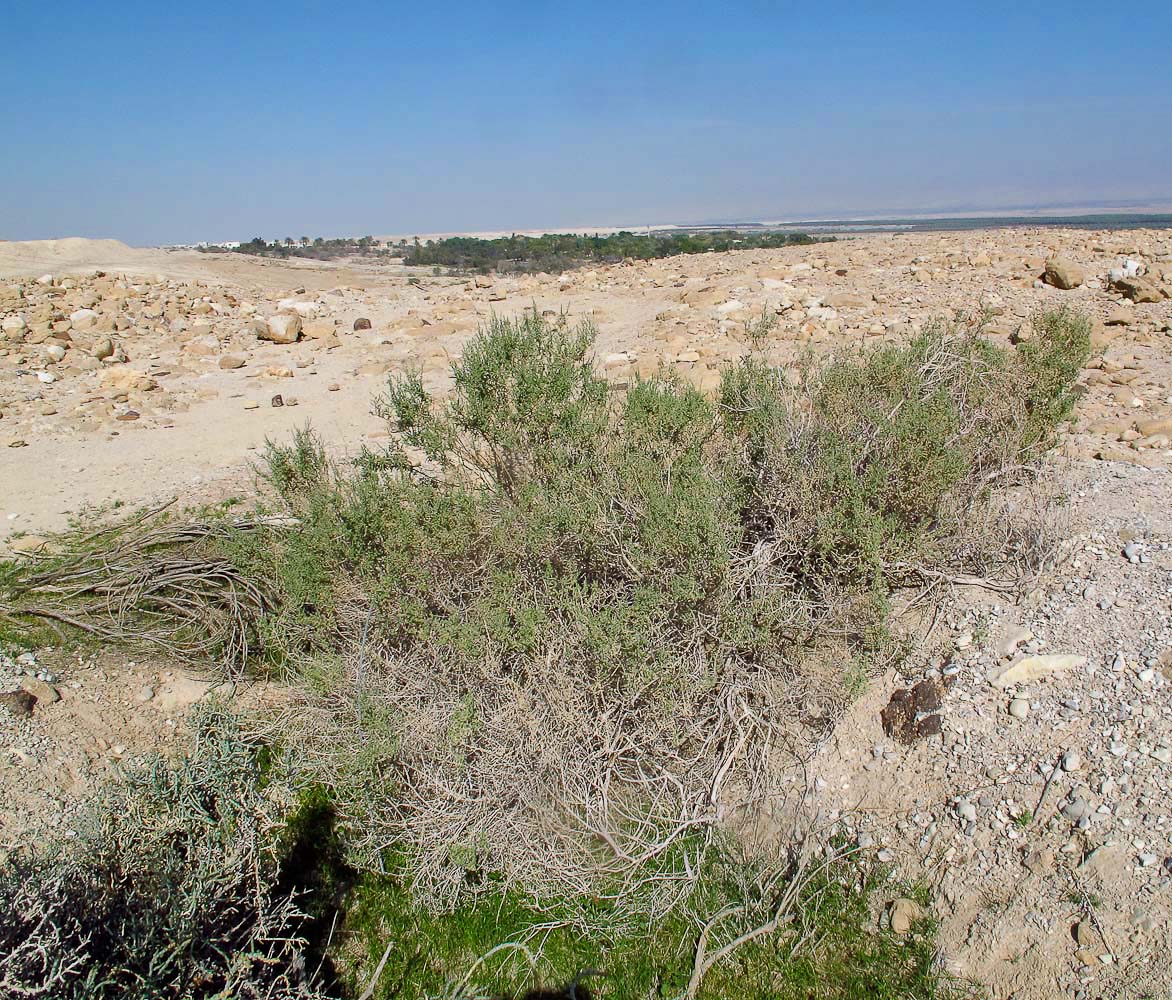 Image of Salsola tetrandra specimen.