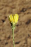 Malacothrix glabrata. Соцветие (вид со стороны обертки). США, Калифорния, Joshua Tree National Park. 19.02.2014.