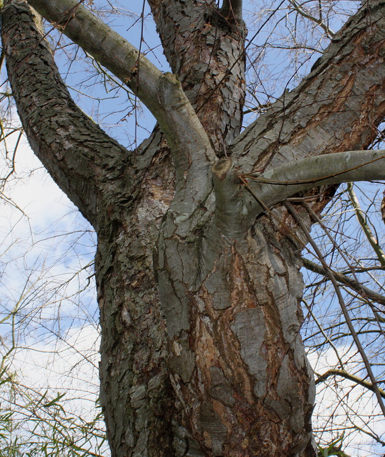 Изображение особи Nothofagus obliqua.