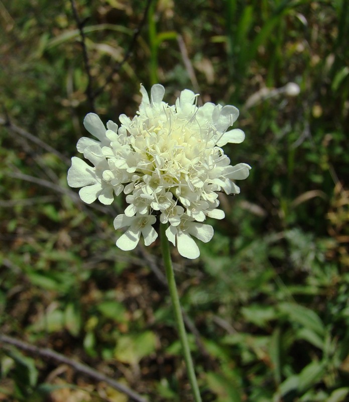 Image of Scabiosa ochroleuca specimen.