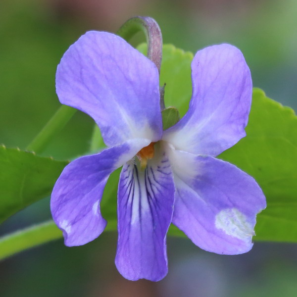 Image of Viola collina specimen.