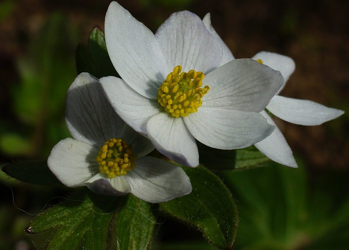 Изображение особи Anemonastrum brevipedunculatum.