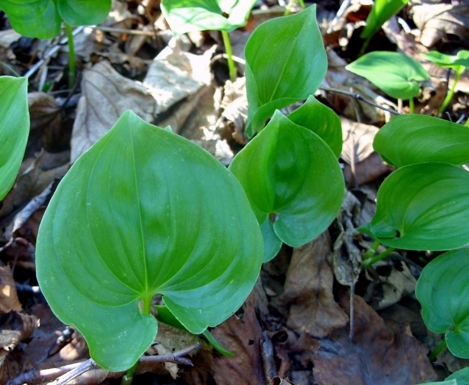 Изображение особи Maianthemum dilatatum.