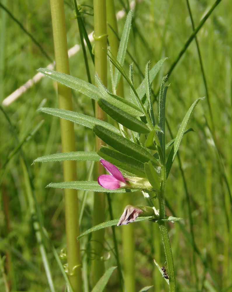 Изображение особи Vicia angustifolia.