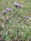 Phacelia tanacetifolia