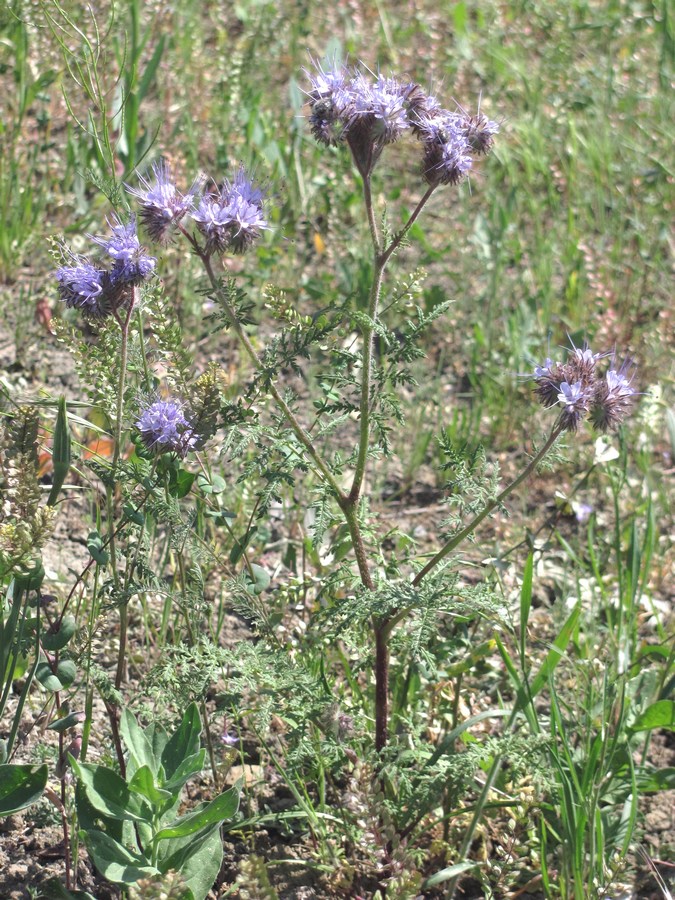 Image of Phacelia tanacetifolia specimen.