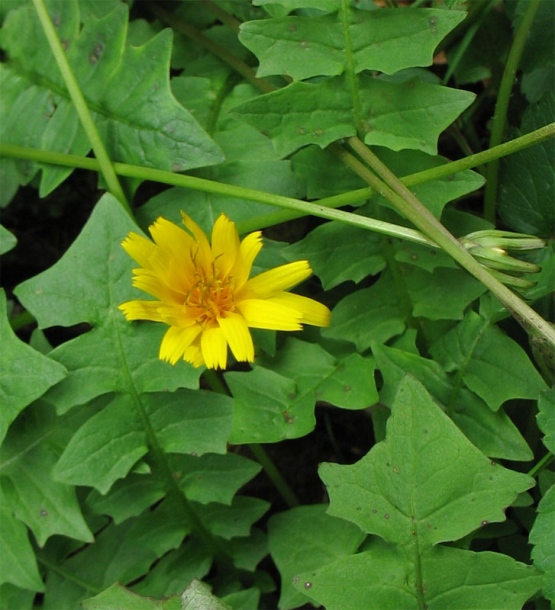 Image of Aposeris foetida specimen.